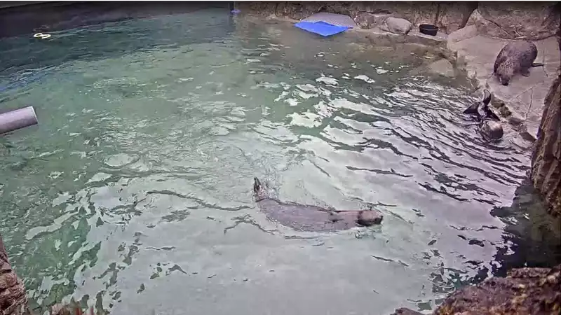 Adorable Otters Are the Rising Stars of Twitch's New Hot Tub Category